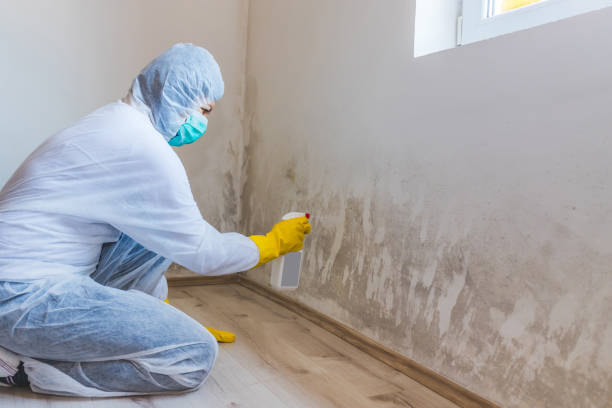 Licensed Mold Remediation service in Huntington, VA - WQB Mold Removal